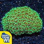 Flower Pot Coral